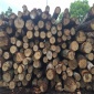 **樺木原木  白樺木原木  港口原木批發